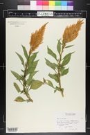 Celosia cristata image