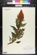 Celosia cristata image