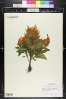 Celosia cristata image