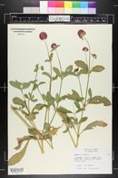 Gomphrena globosa image