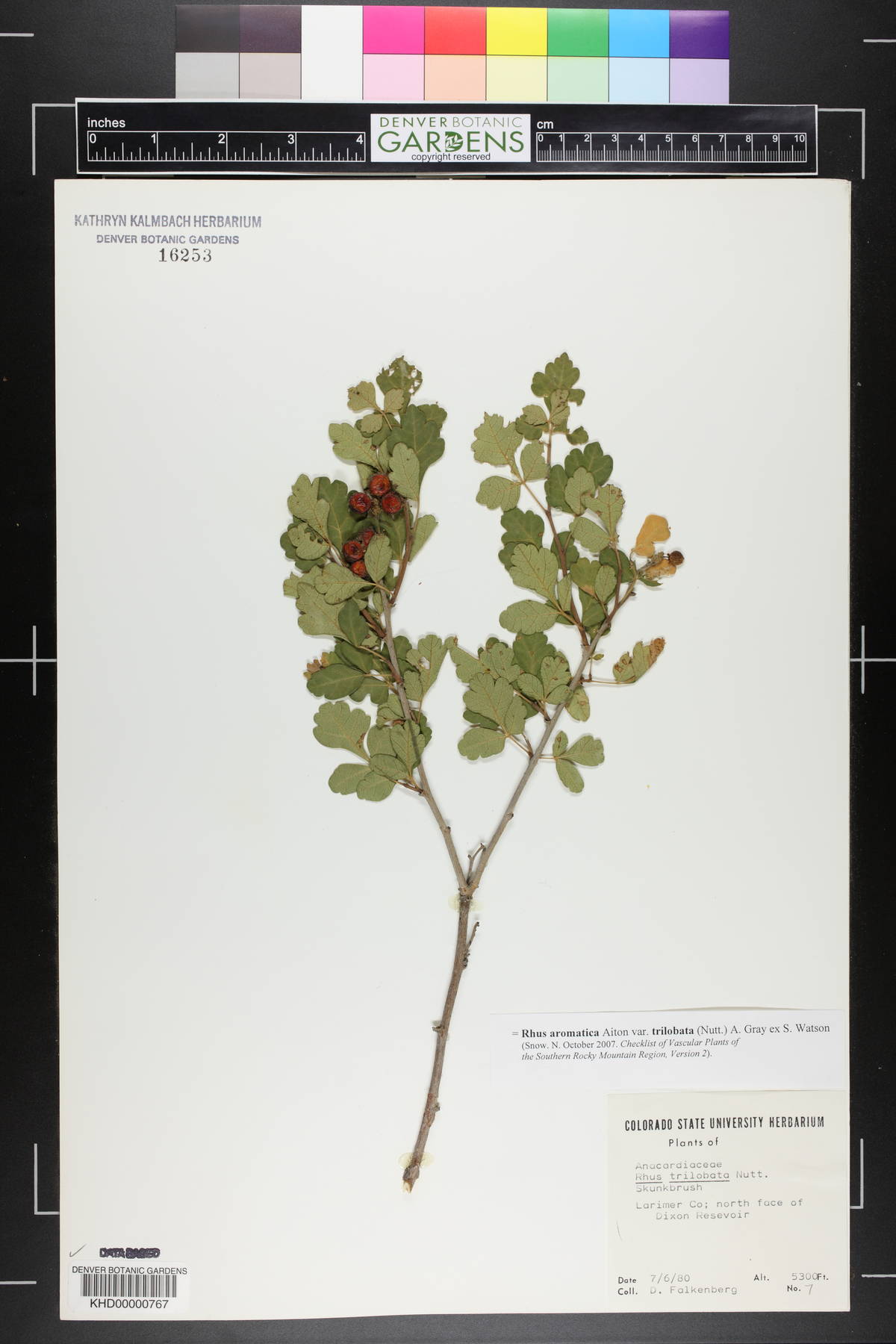 Rhus trilobata var. trilobata image