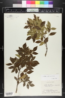 Rhus virens image