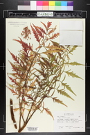 Rhus typhina image