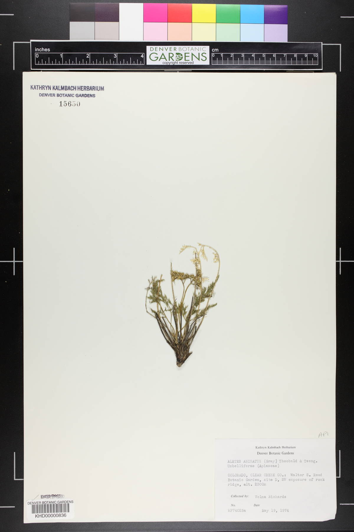 Cymopterus anisatus image