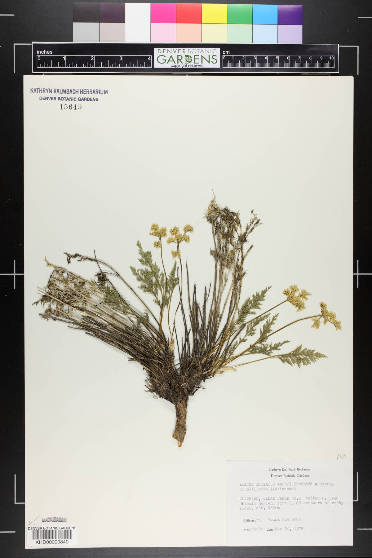 Cymopterus anisatus image