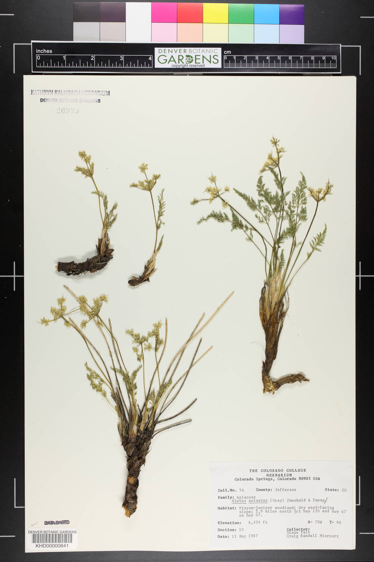 Cymopterus anisatus image