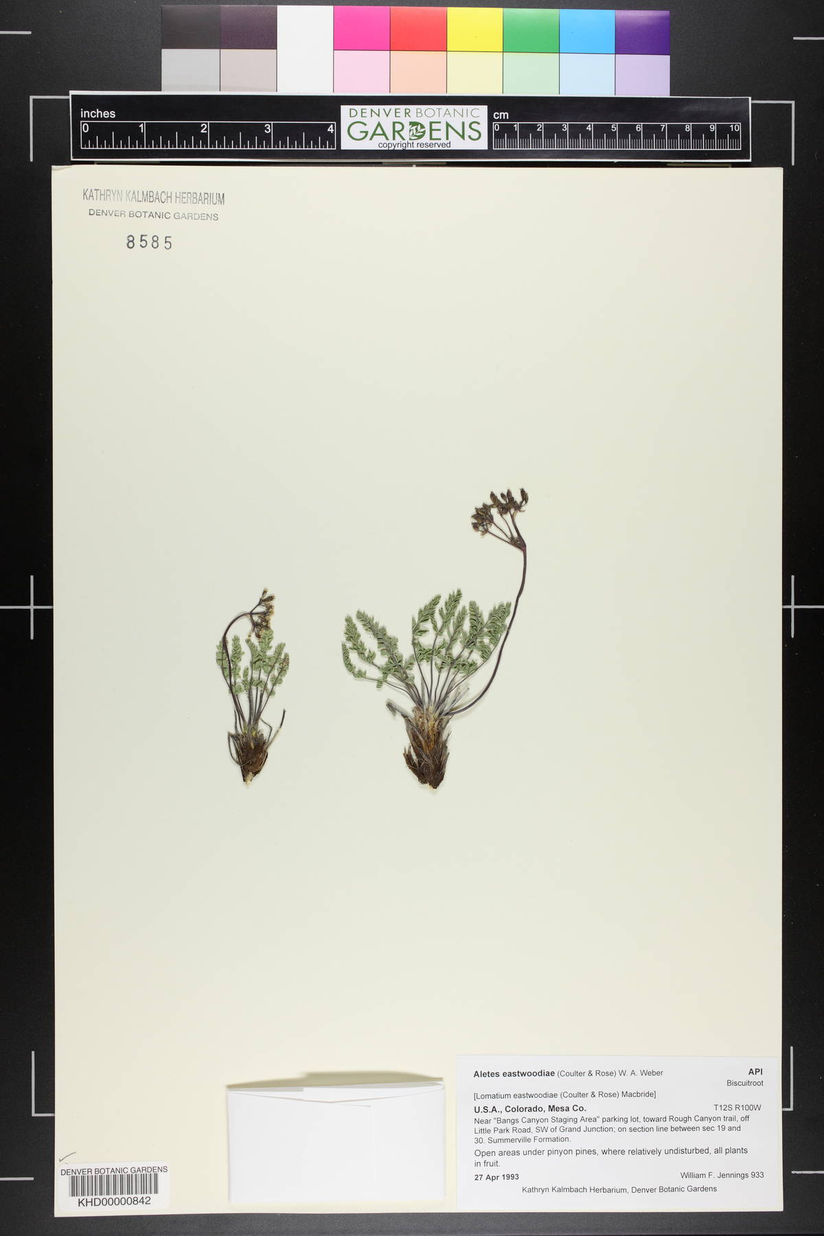 Aletes eastwoodiae image