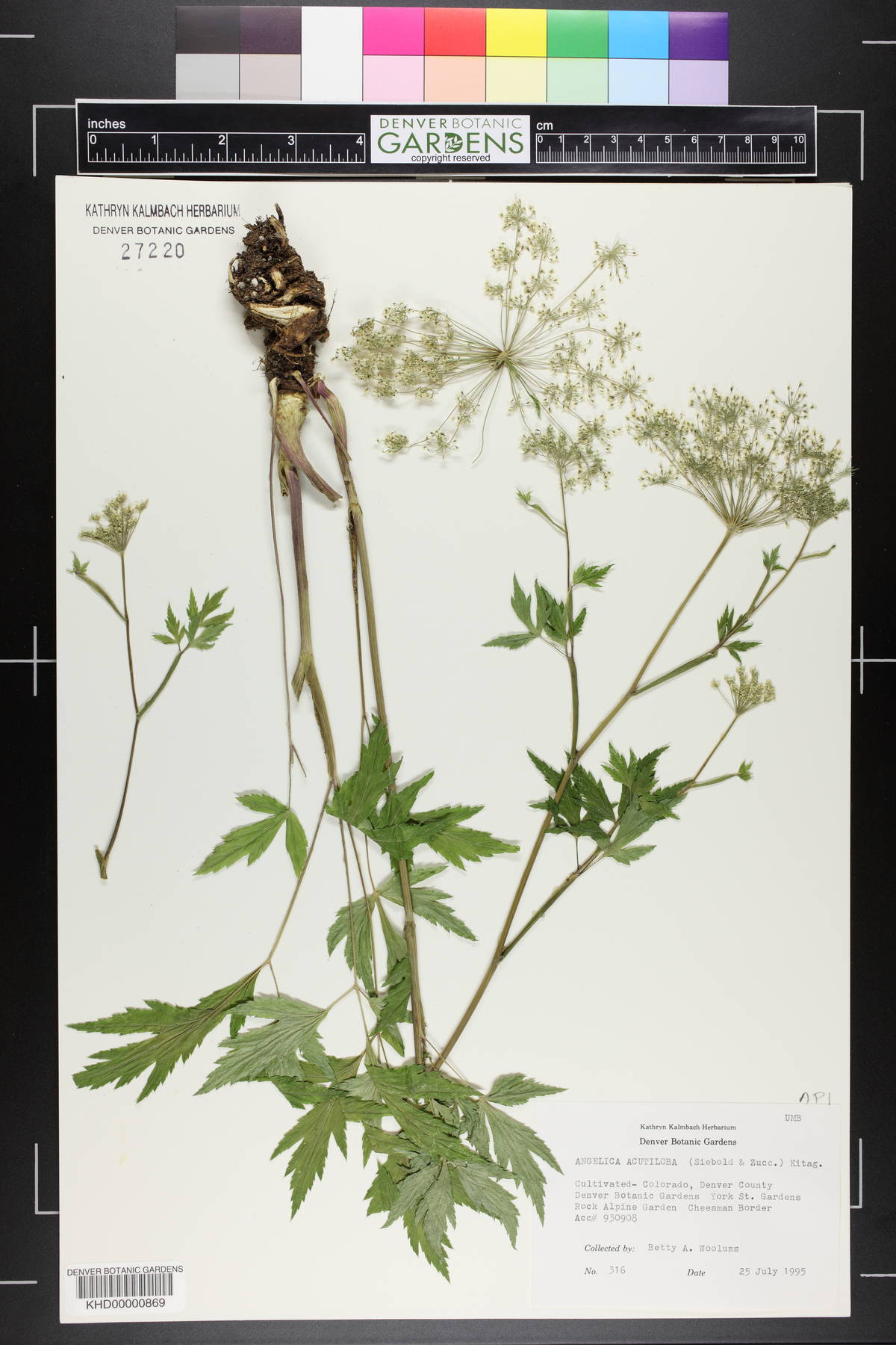 Angelica acutiloba image