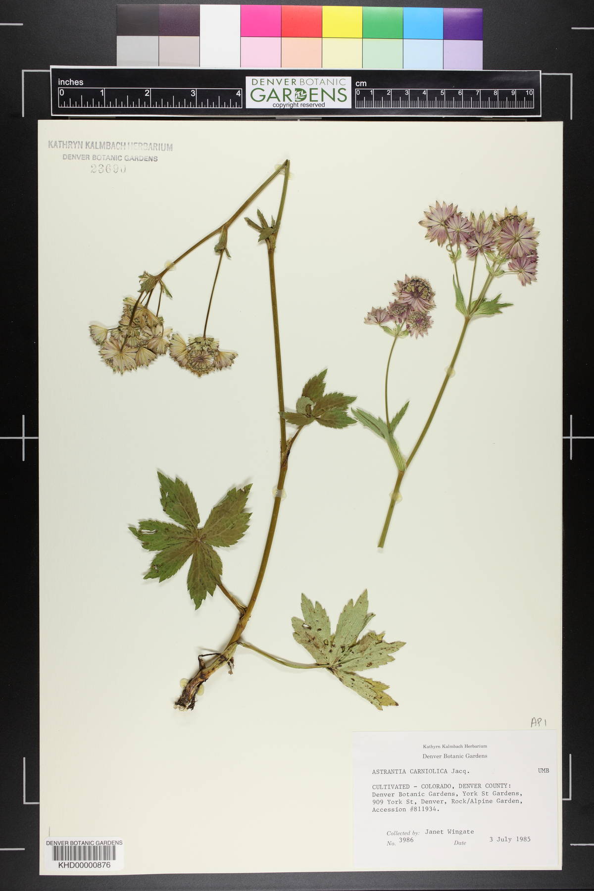 Astrantia bavarica image