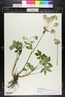 Astrantia maxima image