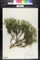 Bupleurum spinosum image