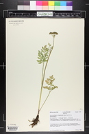 Conioselinum scopulorum image