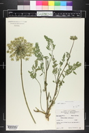 Daucus carota image