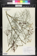 Foeniculum vulgare image