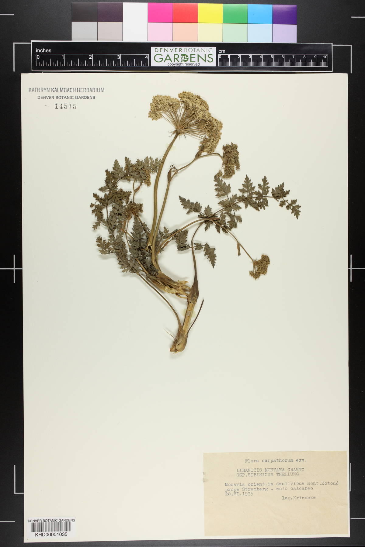 Libanotis pyrenaica image