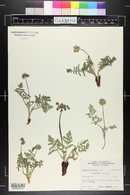 Lomatium orientale image