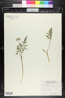 Lomatium orientale image