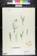 Lomatium nuttallii image