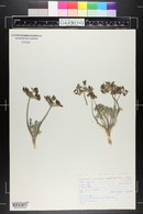 Lomatium macrocarpum image