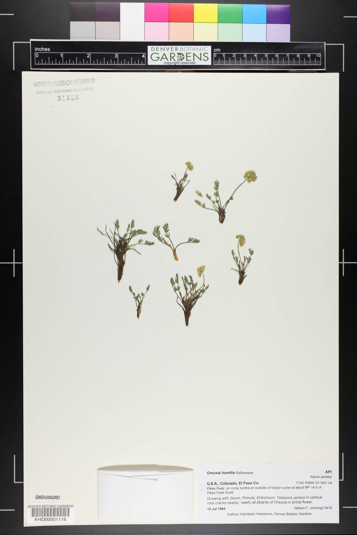 Oreoxis humilis image