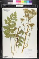 Pastinaca sativa image