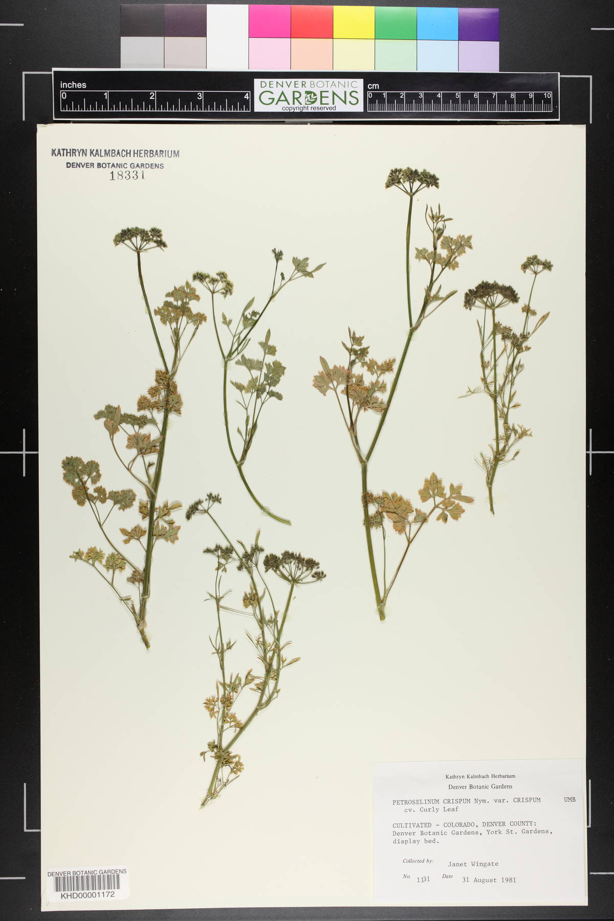 Petroselinum crispum var. crispum image
