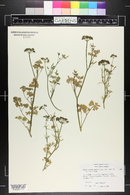 Petroselinum crispum image