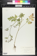 Torilis japonica image