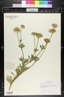 Trachymene coerulea image