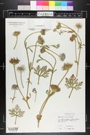 Trachymene coerulea image