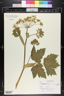 Heracleum maximum image