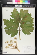 Heracleum maximum image