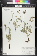 Lomatium orientale image