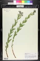 Amsonia jonesii image