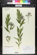 Amsonia tabernaemontana var. salicifolia image