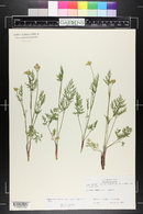 Pseudocymopterus montanus image