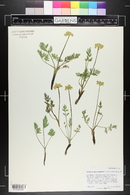 Pseudocymopterus montanus image