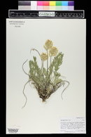 Oxytropis sericea image