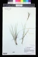 Elymus scribneri image