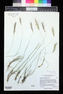 Elymus scribneri image