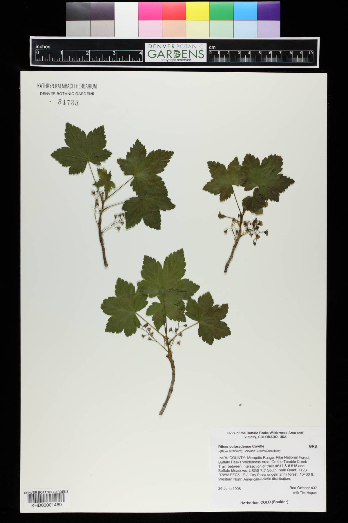 Ribes laxiflorum image