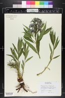 Amsonia orientalis image