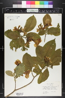 Tabernaemontana glabra image
