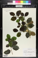 Ilex opaca image