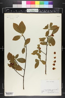 Ilex laevigata image