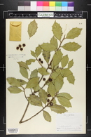 Ilex opaca image