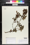 Ilex mucronata image