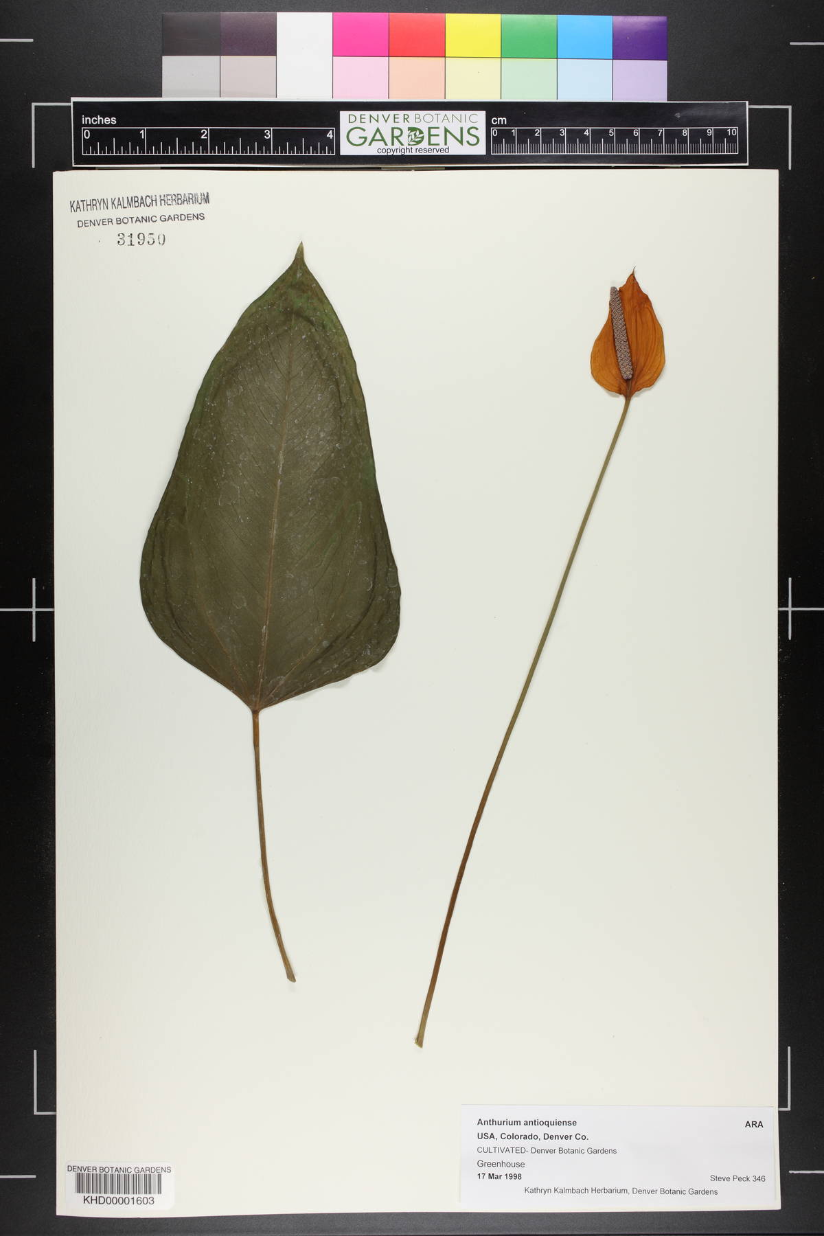 Anthurium antioquiense image