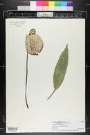 Anthurium scherzerianum image