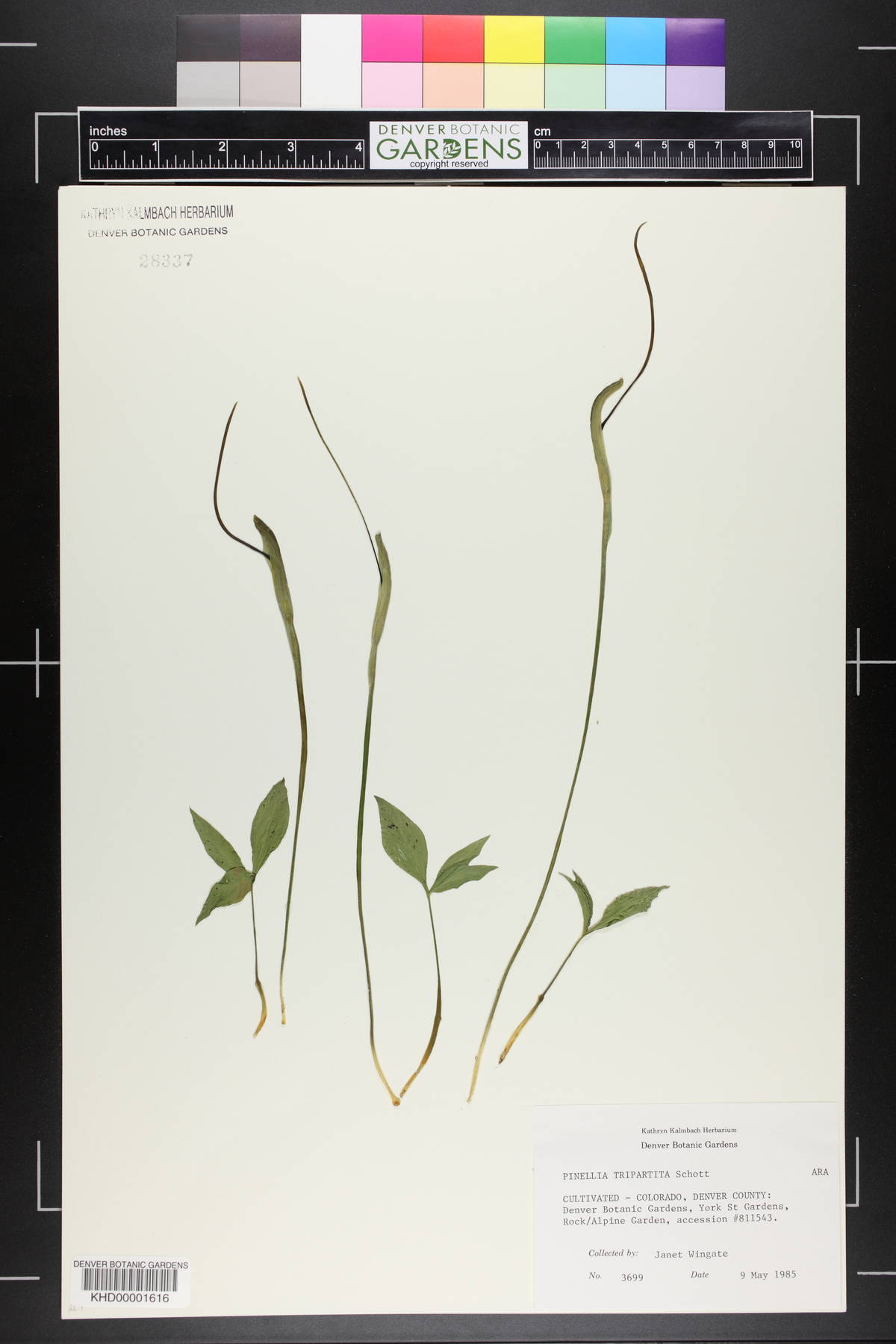 Pinellia tripartita image